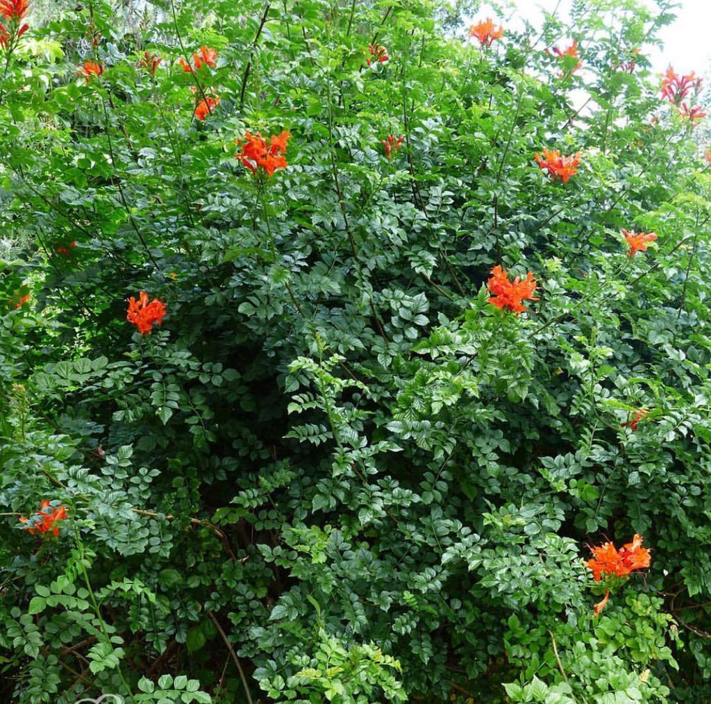 IMG-20241101-WA0036