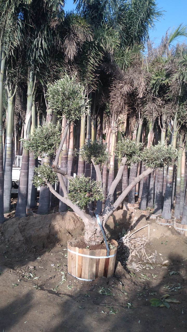 IMG-20241209-WA0034