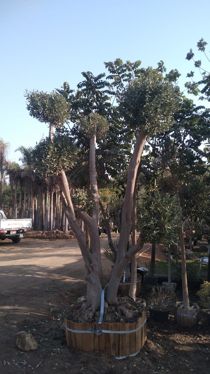 IMG-20241209-WA0035