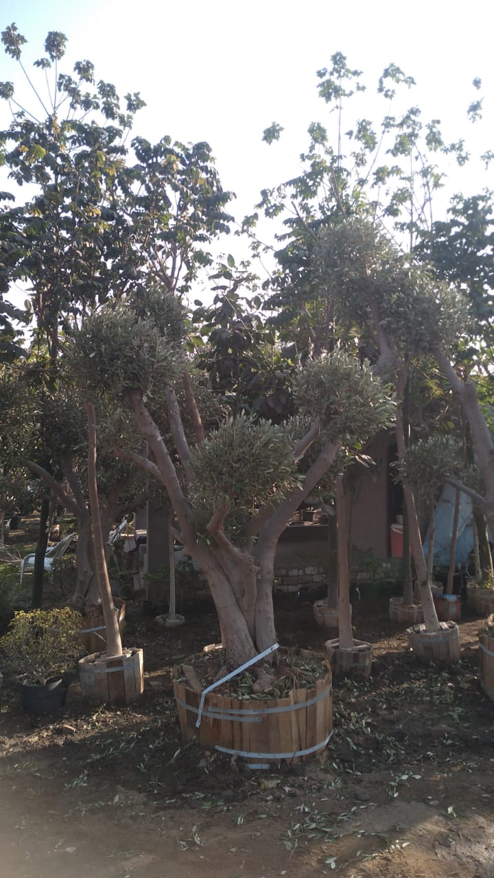 IMG-20241209-WA0036