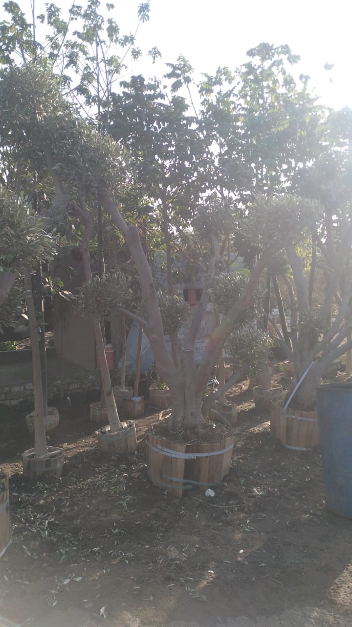 IMG-20241209-WA0037
