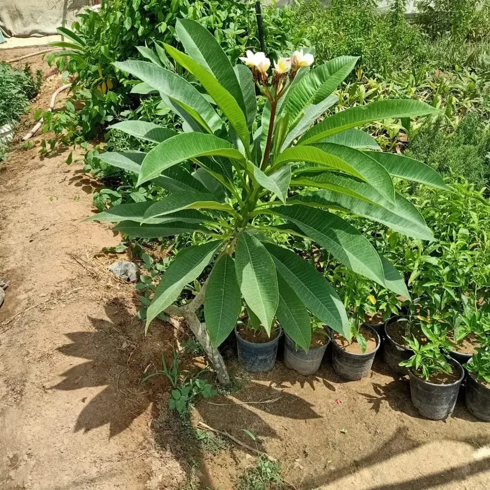 زراعة طبيعي (39)