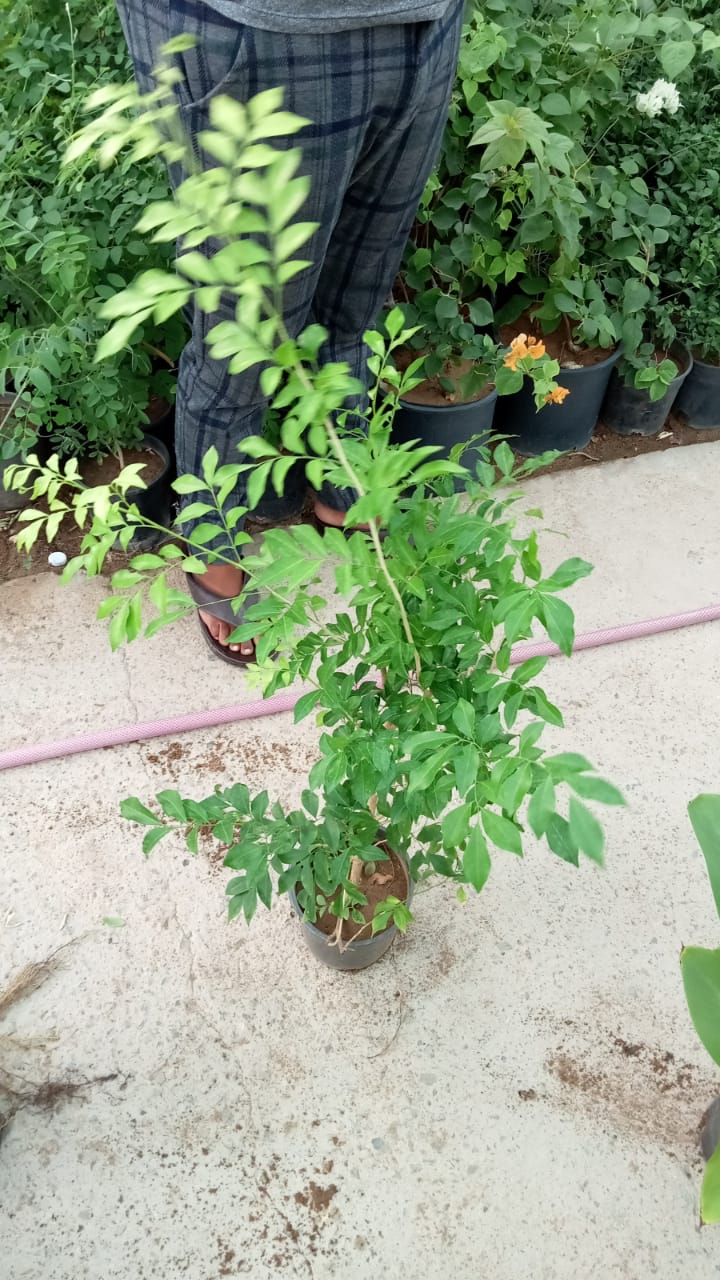 زراعة طبيعي (46)