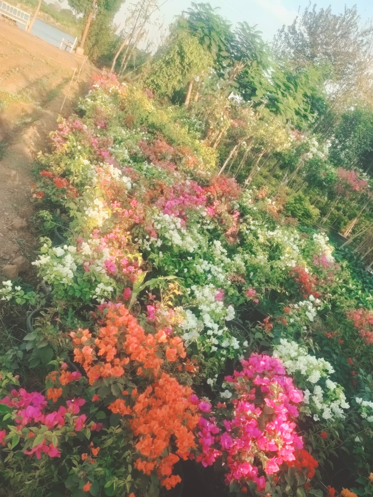 زرع طبيعي (12)